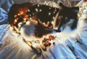 The Ultimate Holiday Gift Guide for Collie Lovers