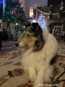 The Ultimate Holiday Gift Guide for Collie Lovers
