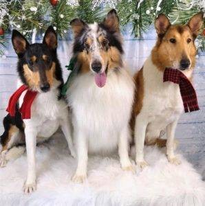 The Ultimate Holiday Gift Guide for Collie Lovers