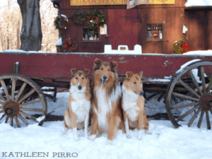 The Ultimate Holiday Gift Guide for Collie Lovers