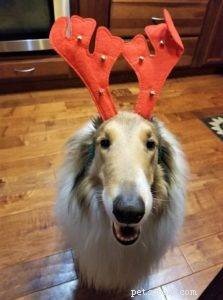 The Ultimate Holiday Gift Guide for Collie Lovers