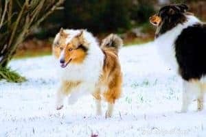 The Ultimate Holiday Gift Guide for Collie Lovers