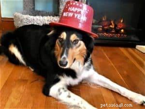 The Ultimate Holiday Gift Guide for Collie Lovers