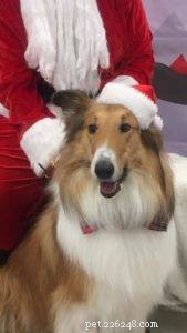 The Ultimate Holiday Gift Guide for Collie Lovers