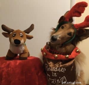 The Ultimate Holiday Gift Guide for Collie Lovers