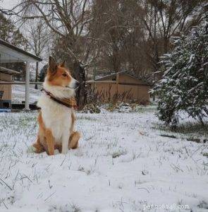 Top Cyber Week Deals & Tips for Collie Owners