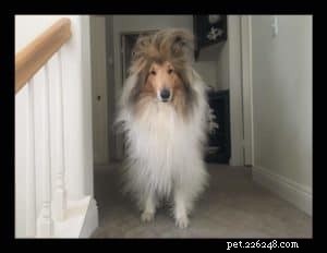 Top Cyber Week Deals & Tips for Collie Owners