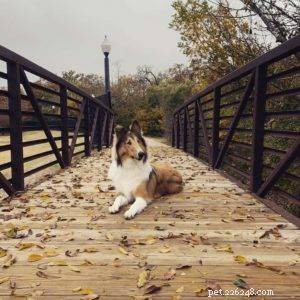 Top Cyber Week Deals & Tips for Collie Owners