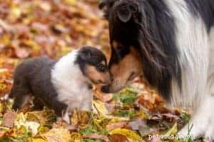 Top Cyber Week Deals & Tips for Collie Owners