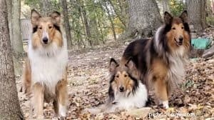 Top Cyber Week Deals & Tips for Collie Owners