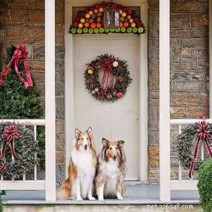 Top Cyber Week Deals & Tips for Collie Owners