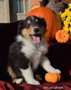 Top Cyber Week Deals & Tips for Collie Owners