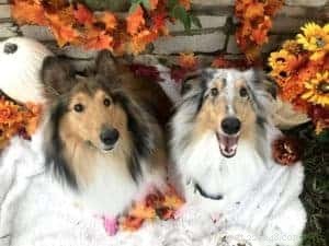 Top Cyber Week Deals & Tips for Collie Owners