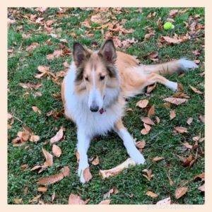 Top Cyber Week Deals & Tips for Collie Owners