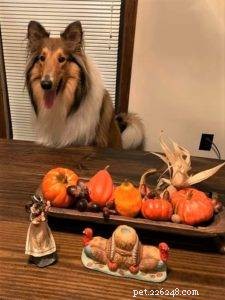 Top Cyber Week Deals & Tips for Collie Owners