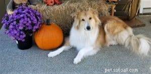 Top Cyber Week Deals & Tips for Collie Owners