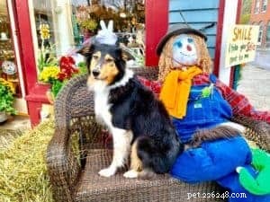 Top Cyber Week Deals & Tips for Collie Owners