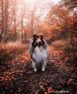 Top Cyber Week Deals & Tips for Collie Owners