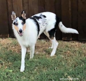 Tag the Smooth Collie: Spokesdog, Local Legend, and His Distinctive Merle Coat