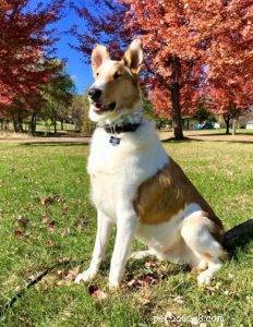 Tag the Smooth Collie: Spokesdog, Local Legend, and His Distinctive Merle Coat