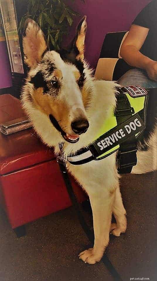 Tag the Smooth Collie: Spokesdog, Local Legend, and His Distinctive Merle Coat