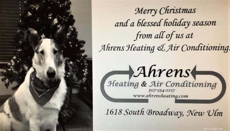 Tag the Smooth Collie: Spokesdog, Local Legend, and His Distinctive Merle Coat