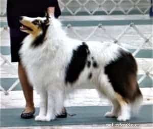Tag the Smooth Collie: Spokesdog, Local Legend, and His Distinctive Merle Coat