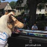 Tag the Smooth Collie: Spokesdog, Local Legend, and His Distinctive Merle Coat