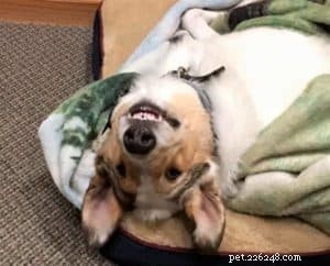Tag the Smooth Collie: Spokesdog, Local Legend, and His Distinctive Merle Coat