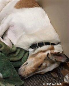 Tag the Smooth Collie: Spokesdog, Local Legend, and His Distinctive Merle Coat