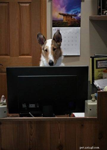 Tag the Smooth Collie: Spokesdog, Local Legend, and His Distinctive Merle Coat