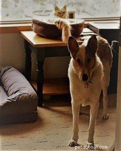 Tag the Smooth Collie: Spokesdog, Local Legend, and His Distinctive Merle Coat