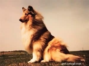 Tag the Smooth Collie: Spokesdog, Local Legend, and His Distinctive Merle Coat