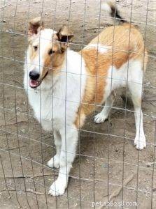 Tag the Smooth Collie: Spokesdog, Local Legend, and His Distinctive Merle Coat