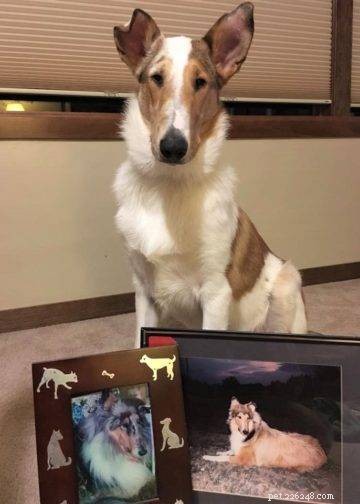 Tag the Smooth Collie: Spokesdog, Local Legend, and His Distinctive Merle Coat