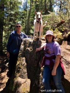 Tag the Smooth Collie: Spokesdog, Local Legend, and His Distinctive Merle Coat