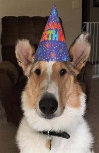 Tag the Smooth Collie: Spokesdog, Local Legend, and His Distinctive Merle Coat