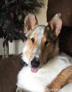 Tag the Smooth Collie: Spokesdog, Local Legend, and His Distinctive Merle Coat