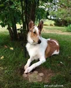 Tag the Smooth Collie: Spokesdog, Local Legend, and His Distinctive Merle Coat