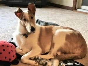 Tag the Smooth Collie: Spokesdog, Local Legend, and His Distinctive Merle Coat