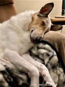 Tag the Smooth Collie: Spokesdog, Local Legend, and His Distinctive Merle Coat