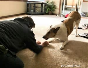Tag the Smooth Collie: Spokesdog, Local Legend, and His Distinctive Merle Coat