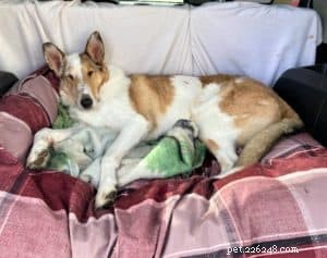 Tag the Smooth Collie: Spokesdog, Local Legend, and His Distinctive Merle Coat