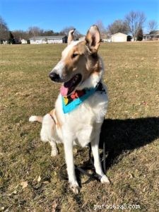 Tag the Smooth Collie: Spokesdog, Local Legend, and His Distinctive Merle Coat
