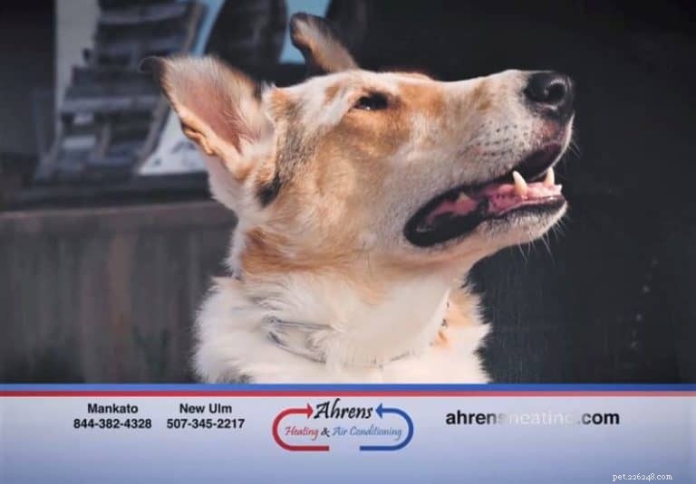 Tag the Smooth Collie: Spokesdog, Local Legend, and His Distinctive Merle Coat