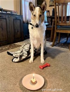 Tag the Smooth Collie: Spokesdog, Local Legend, and His Distinctive Merle Coat