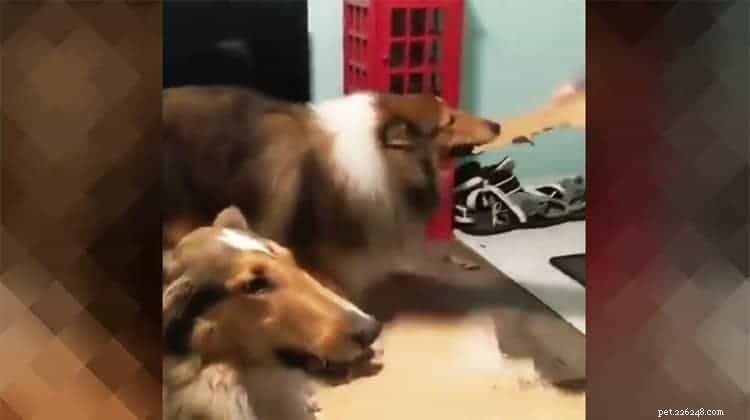 Top 20 Toy Picks for Collies: Fun, Safe, and Engaging
