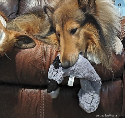 Top 20 Toy Picks for Collies: Fun, Safe, and Engaging