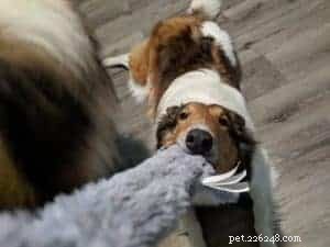 Top 20 Toy Picks for Collies: Fun, Safe, and Engaging