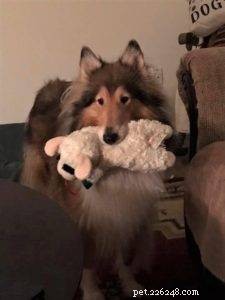 Top 20 Toy Picks for Collies: Fun, Safe, and Engaging